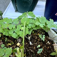 オダマキ,黒葉スミレ,発芽,こぼれ種,種からの画像