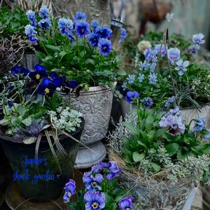 パンジー・ビオラ,ラピスラズリ,横浜セレクション フレアーブルー,ヌーヴェルヴァーグ　ラピスラズリ,寄せ植えの画像