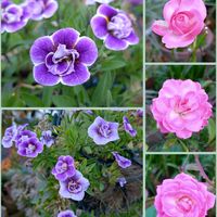 カリブラコア,バラ,バラ,ペンタス,ホシホウジャクの画像