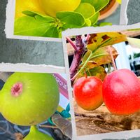 キンカン,コムラサキ,シャリンバイ,リンゴ,イチジクの画像