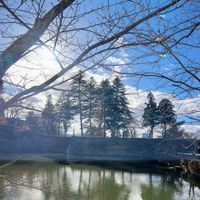 サクラ,マツ,さくら サクラ 桜,水辺の風景,雲仲間の画像