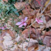 ガウラ,カンナ,チェリーセージ,バーベナの画像