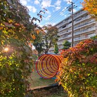 サクラ,モミジ,ヤマモミジ,一切桜 旭山,一切桜 旭山の画像