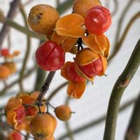 ウメモドキ,いけばな,山野草,赤い実,可愛らしいの画像