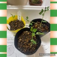 スナップエンドウ,和室の画像