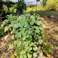 グレコマ,イチョウ,ガーデニング,花のある暮らし,仕事先の画像