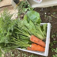 ニンジン,ほうれん草,白菜間引き菜,収穫,iPhone撮影の画像