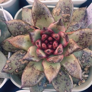 多肉植物,エケベリア属,多肉大好き,多肉植物のある暮らし,多肉女子の画像