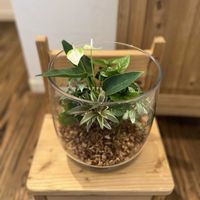 フィットニア,コルジリネ,ツルコウジ,アンスリウムエクリプス,寄せ植えの画像