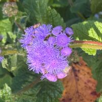 アゲラタムの画像