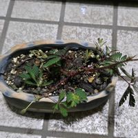 オジギソウ,オジギソウ,人類は皆兄妹,おうち園芸,がんに負けるな！の画像