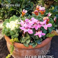 カレックス,ハボタン,ガーデンシクラメン,葉牡丹,ビオラの画像