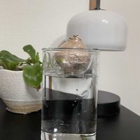 ヒヤシンス,アスプレニウム,多肉植物,観葉植物,水耕栽培の画像