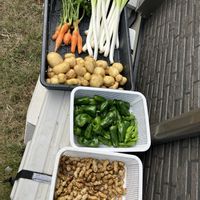 ジャガイモ,ニンジン,ピーマン,大根,落花生の画像