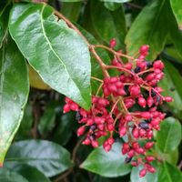 サンゴジュ,いわき市 フラワーセンター,お出かけ先の画像