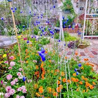 ガザニア,サルビア・アズレア,ジニア,マリーゴールド,ノゲイトウの画像