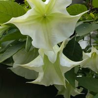 エンジェルストランペット,ガーデニング,散策,植え込み,白ホワイトの画像