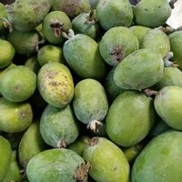 フェイジョア,家庭菜園の画像