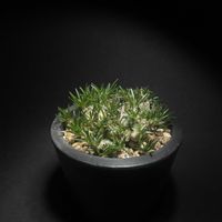 オーニソガラム,オーニソガラム sp,球根植物,お目覚め,オーニソガラム属の画像