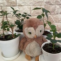 パンダガジュマル,インドボダイジュ,クルシアロゼア,センカクガジュマル,観葉植物の画像