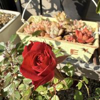 ミニバラ,多肉植物いろいろ,レウコフィラム,秋の花,秋の庭の画像