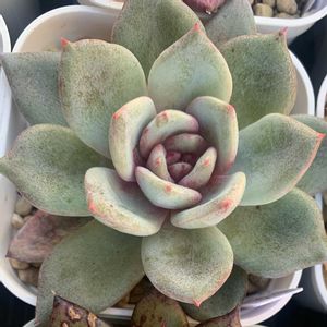 ドイツシャンペン,エケベリア ドイツシャンペーン,多肉植物,エケベリア属,多肉大好きの画像