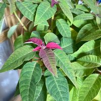 クリスマスローズ,ジャガイモ,プリンセチア,キュンキュン乙女倶楽部,ちっちゃいものクラブの画像