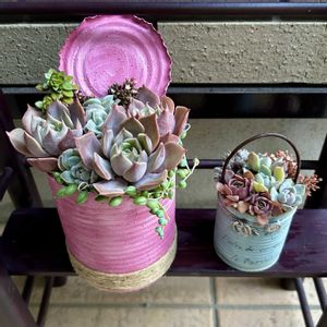 スイカ,沙羅姫牡丹,スノーバニー,リラシナ×アガボイデス,エケベリア ラウイの画像