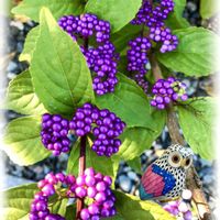 コムラサキ,ムラサキシキブ,コシロシキブ,横浜イングリッシュガーデン,コラージュの画像