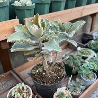 カランコエ,ファング,多肉植物,ガーデニングの画像