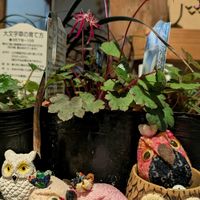 ダイモンジソウ,ダイモンジソウ,ダイモンジソウ,コクリュウ（黒竜）,幸せを呼ぶフクロウ祭りの画像