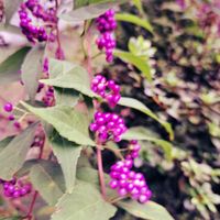 コムラサキ,コムラサキ,今日の お花,今日の お花,花のある暮らしの画像