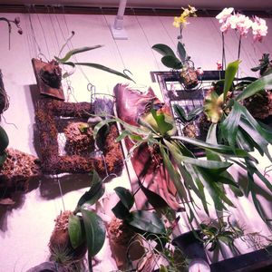 胡蝶蘭,ビカクシダ,風蘭,着生植物,植物のある暮らしの画像