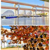 サルスベリ,シマトネリコ,クスノキ,オオシマザクラ,くすのき クスノキ 楠の画像