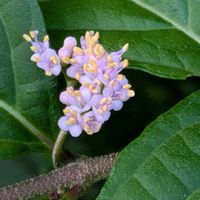 ムラサキシキブ,オリヅルラン,紫式部,チェッカーベリーの実,ムラサキシキブの花♪の画像