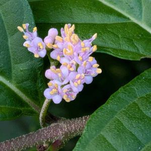 ムラサキシキブ,オリヅルラン,紫式部,チェッカーベリーの実,ムラサキシキブの花♪の画像