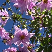 キク,キク,皇帝ダリア,皇帝ダリア,ノコンギクの画像