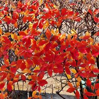 ドウダンツツジ,ドウダンツツジ,ユキヤナギ,ユキヤナギ・フジノピンキー,スズランノキ。の画像