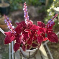 コリウス,コリウス,ペチュニア,スーパーランタナ,スーパーランタナの画像