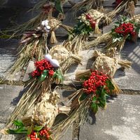 クマザサ,ナンテン,ヒョウタン,ワタ,アシズリノジギクの画像