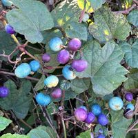 ノブドウ,R16,つる性植物,山野草,秋の実の画像