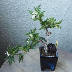 盆栽,小品盆栽,草もの盆栽,バルコニー/ベランダの画像
