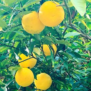 土佐文旦☆,お散歩,ビタミンカラー,収穫,柑橘類の画像
