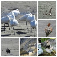 カタバミ,ギンリュウ,キンズ,オダマキ・ピンクペチコート,フヨウカタバミの画像