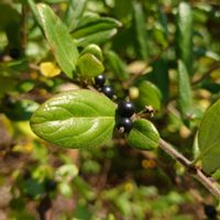 スイカズラ,常緑低木,つる性,子房下位の画像