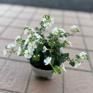 コピア,コピアガリバーダイナミックホワイト,ハンギングバスケット,ゴマノハグサ科,四季咲き性の画像