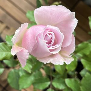 バラ ラ・マリエ,河本ローズ,バラを楽しむ,バラが好き,ベランダでバラの画像