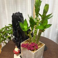 ミリオンバンブー,リビングルーム,クリスマス大好き,日曜の朝の画像