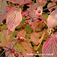 ガマズミ,センダン,ニシキギ,ツルウメモドキ,カワラヒワ♪の画像