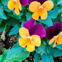 シバザクラ,シバザクラ,モミジ,紅葉,ビオラの画像